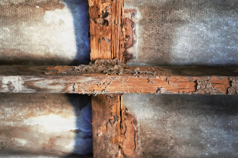 House Construction with Termite Damage