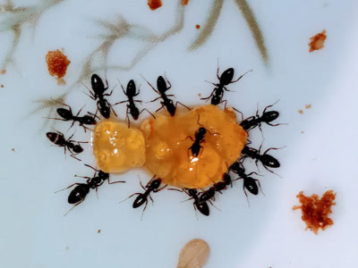 Ants 