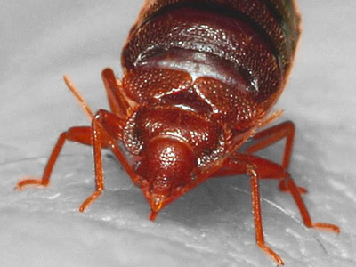 Bed Bugs 