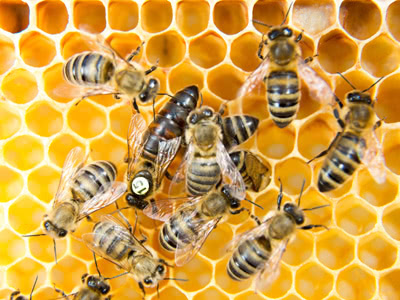 Bees 