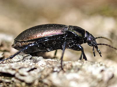 Beetles 