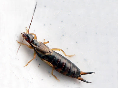Earwigs 