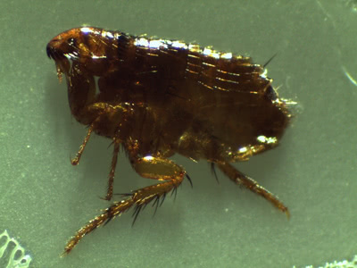 Fleas 