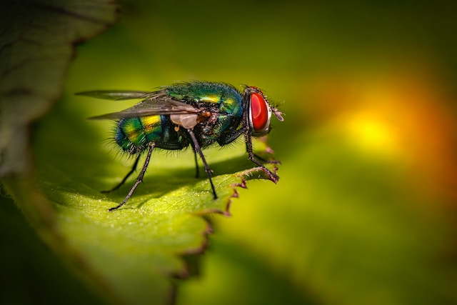 Flies 