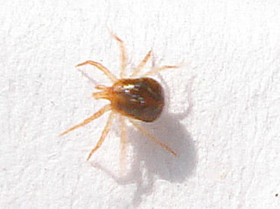 Mites 