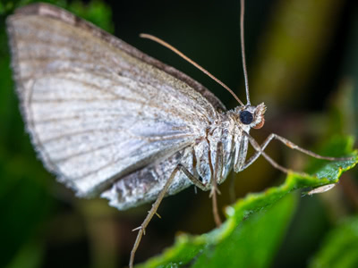 Moths 