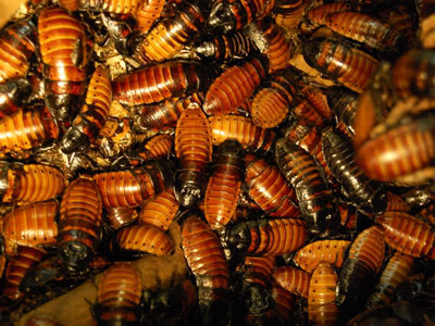 Roaches 