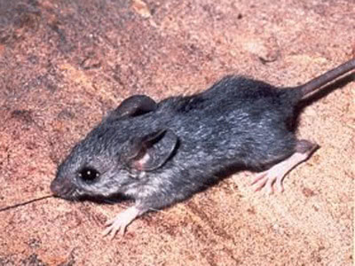 Rodent 