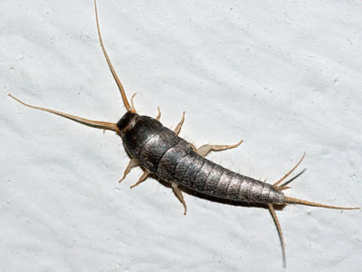 Silverfish 