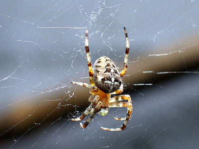 Spiders 