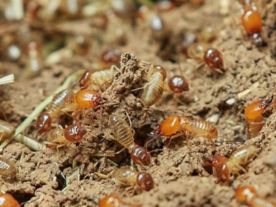 Termites Problems & Treatments 