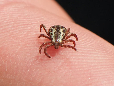 Ticks 
