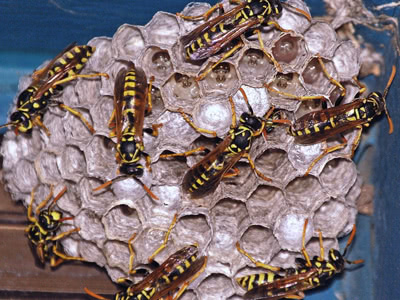 Wasps 