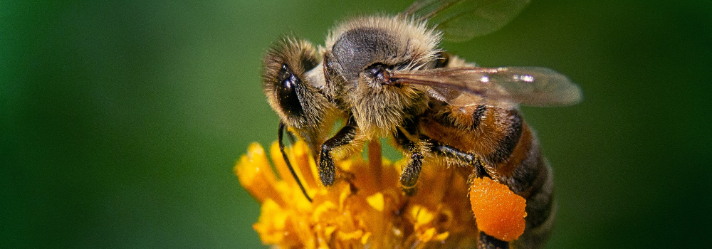 Rancho Cordova bee control is a safe solution for you and the bees